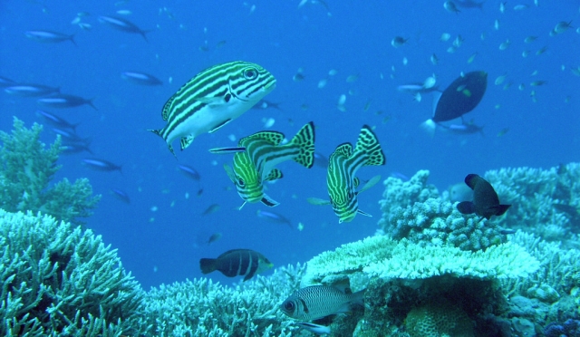  Fondo marino 
